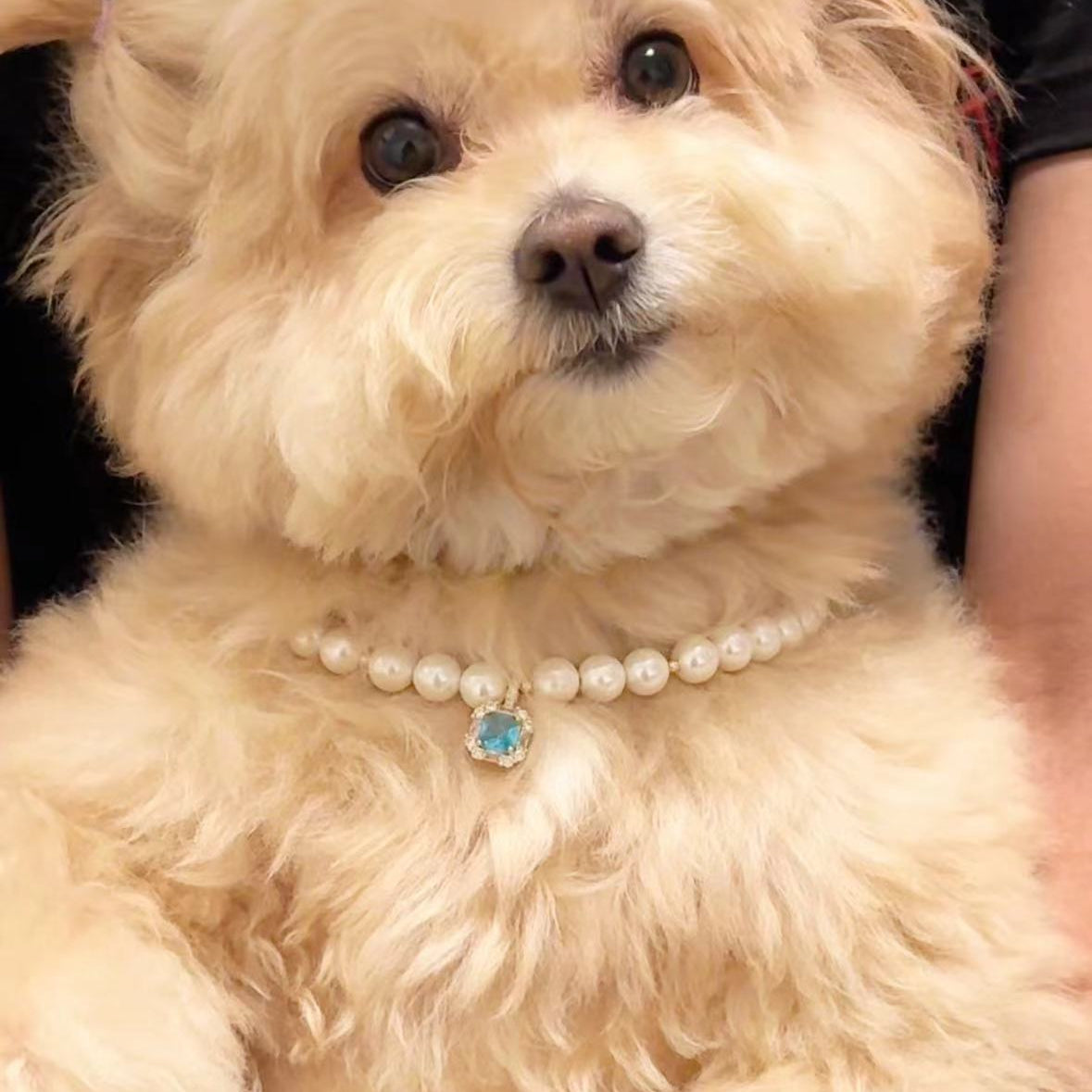 Comfortable, stylish and exquisite pet necklace
