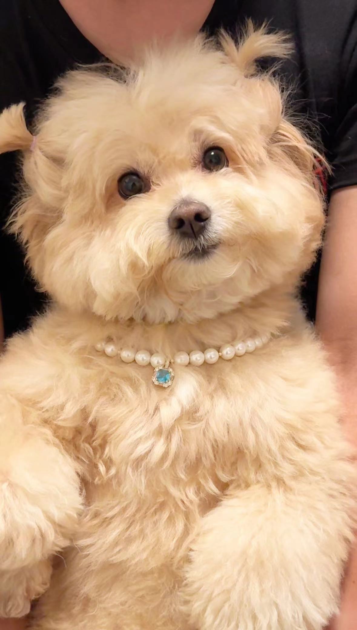 Comfortable, stylish and exquisite pet necklace